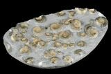 Golden Calcite Ammonite (Promicroceras) Cluster - England #176344-4